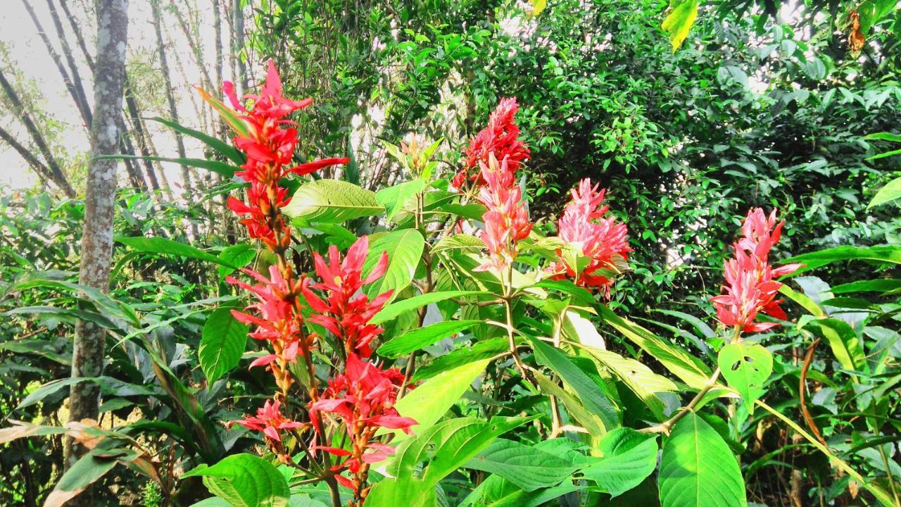 Leeland Munnar Bed & Breakfast Exterior foto